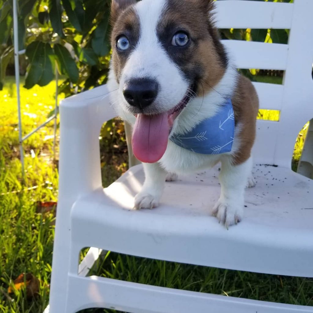 Howldy Bandanas