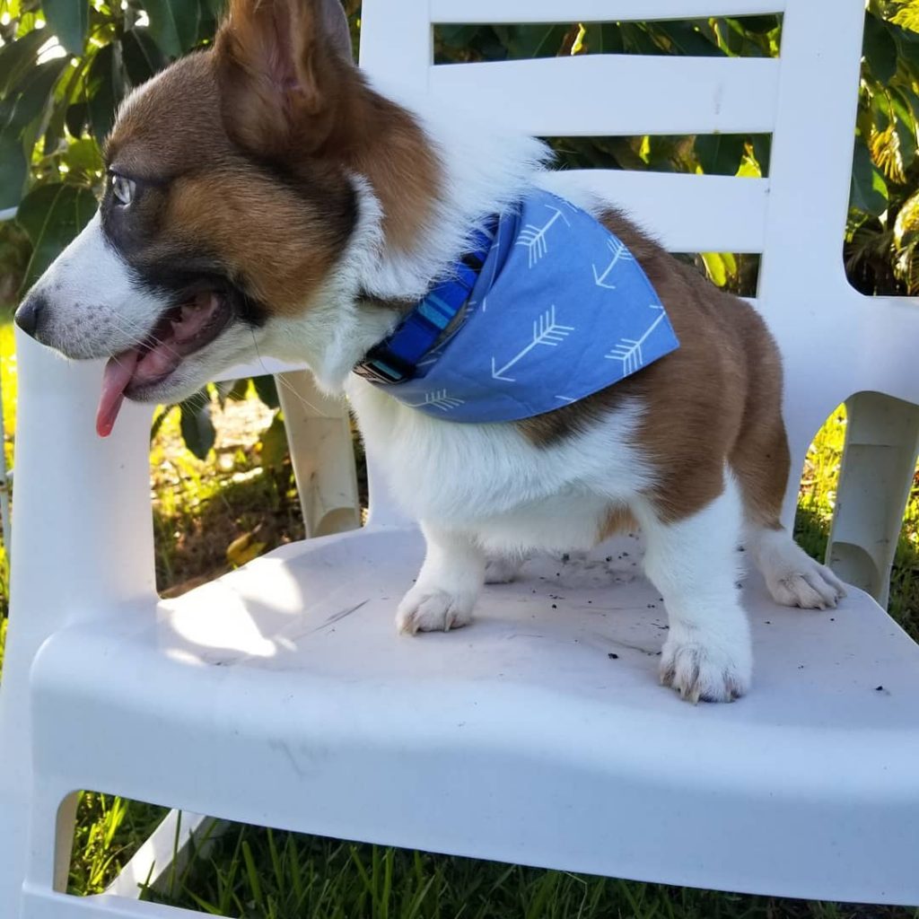 Howldy Bandanas